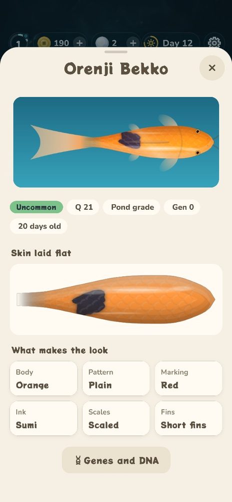 A koi up close